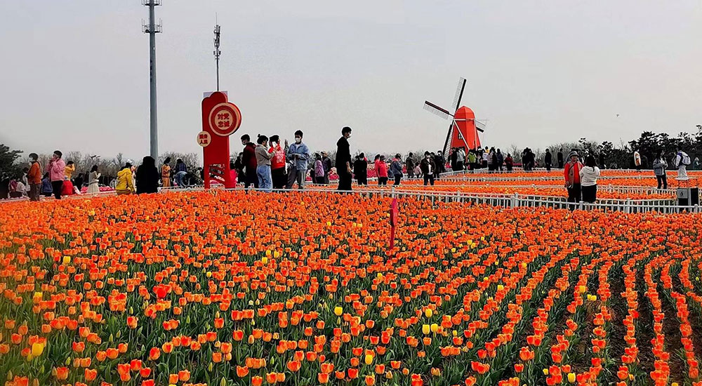 【烟台日报】开发区的万米郁金香花海进入盛花期 市民争相来打卡