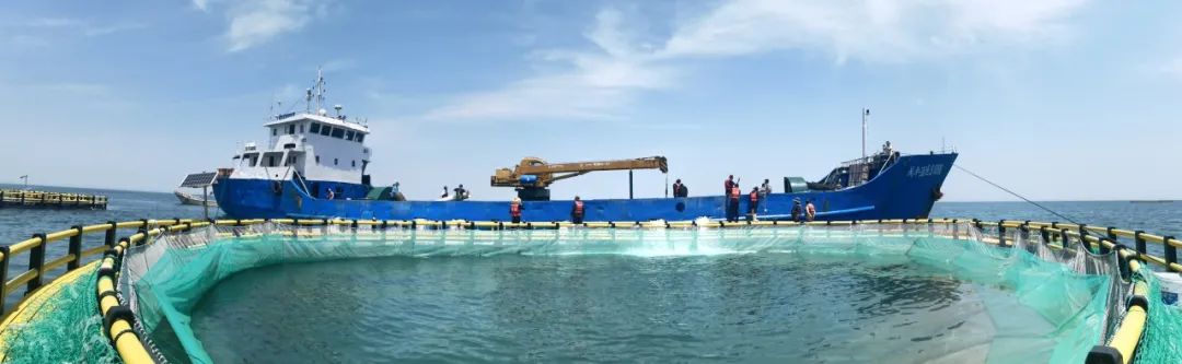 【黄渤海新区公众号】打造“海上粮仓”！首批良种鱼苗投放八角湾智慧型海洋牧场